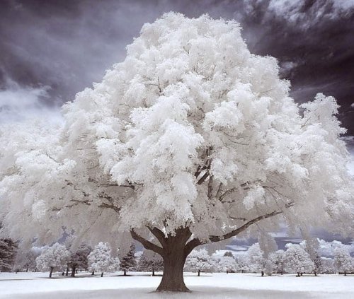 Color Inspiration - Wispy Winter Tree