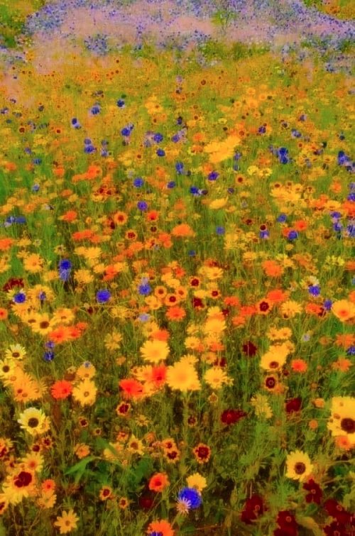 Color Inspiration - Boho Wildflowers
