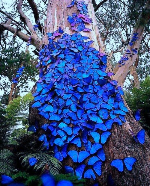 Color Inspiration - Butterfly Blues