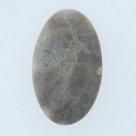 33x20mm Petoskey Stone Fossil