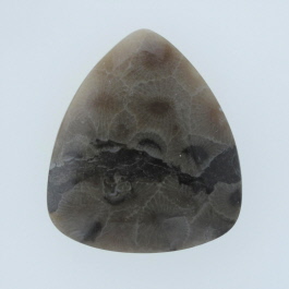31x27mm Petoskey Stone Fossil