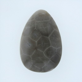 34x23mm Petoskey Stone Fossil