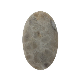 38x23mm Petoskey Stone Fossil
