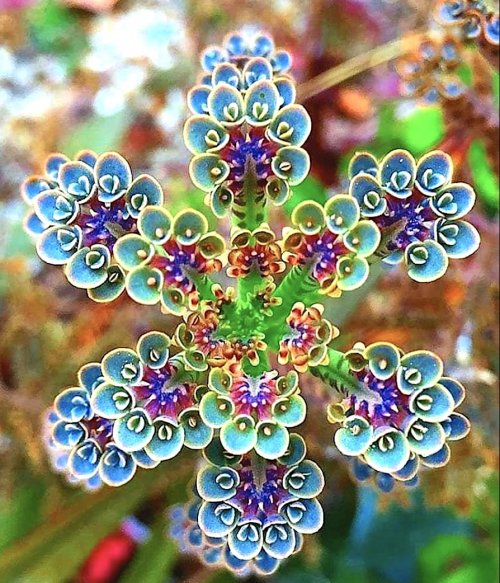 Color Inspiration - Kalanchoe, Mother of Flowers