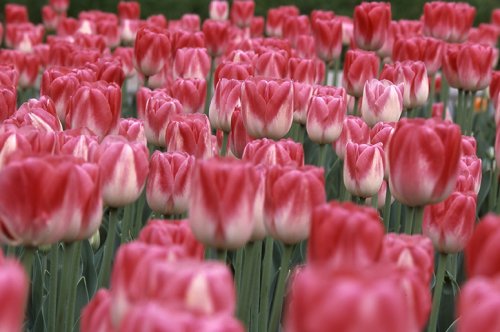 Color Inspiration - Tulip Hearts
