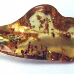 Tumble-polished, freeform amber from the Dominican Republic.