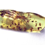 Common Dominican amber with termites.